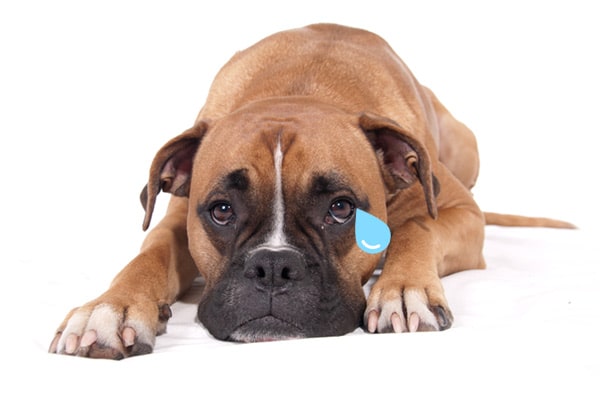 Sad 404 Dog